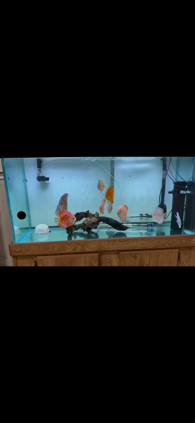 Discus Fish and 90 Gallon Aquarium Setup