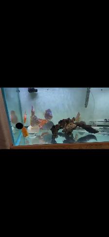 Discus Fish and 90 Gallon Aquarium Setup - Photo 2