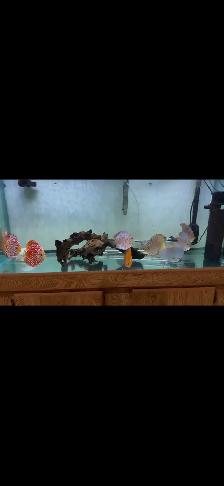 Discus Fish and 90 Gallon Aquarium Setup - Photo 3