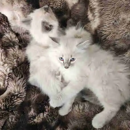 Himalayan Ragdoll kittens