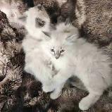 Himalayan Ragdoll kittens