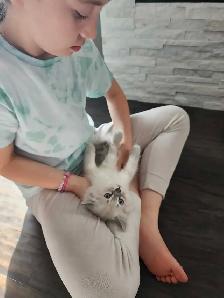 Himalayan Ragdoll kittens - Photo 2