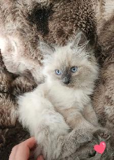 Himalayan Ragdoll kittens - Photo 3