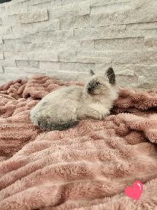 Himalayan Ragdoll kittens - Photo 4