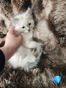 Himalayan Ragdoll kittens - Photo 5