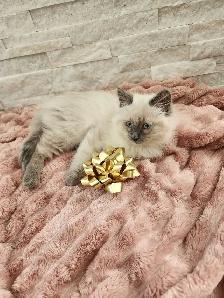Himalayan Ragdoll kittens - Photo 6