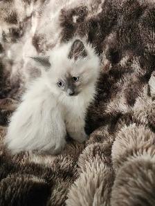 Himalayan Ragdoll kittens - Photo 7