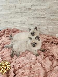 Himalayan Ragdoll kittens - Photo 8