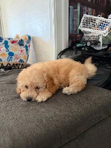 Poodle Puppy - Photo 4
