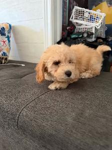 Poodle Puppy - Photo 5