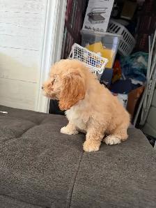 Poodle Puppy - Photo 6