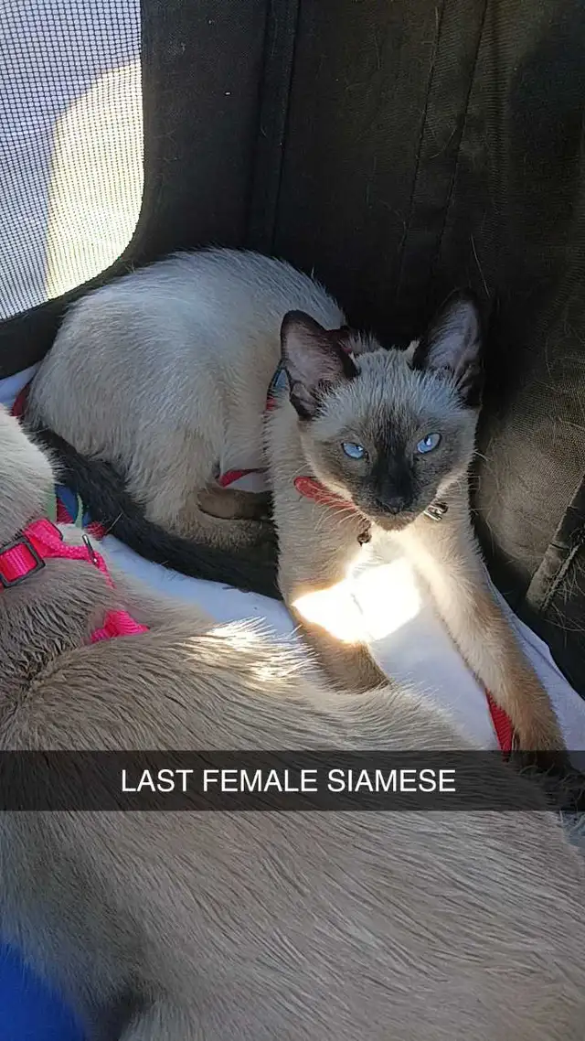 LAST FEMALE SIAMESE
