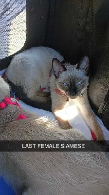 LAST FEMALE SIAMESE