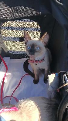 LAST FEMALE SIAMESE - Photo 8