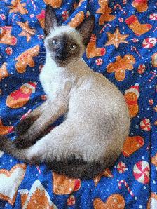 LAST FEMALE SIAMESE - Photo 10