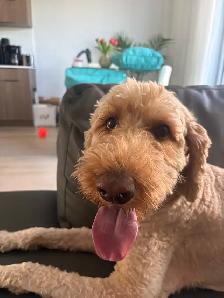 Trusted Pet Care Services | Dogs, Cats & Small Pets - Photo 2