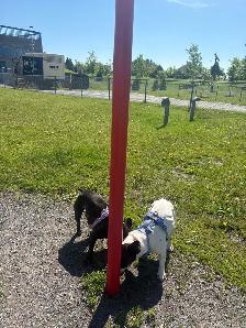 Trusted Pet Care Services | Dogs, Cats & Small Pets - Photo 3
