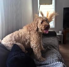 Trusted Pet Care Services | Dogs, Cats & Small Pets - Photo 5