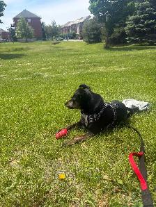 Trusted Pet Care Services | Dogs, Cats & Small Pets - Photo 6