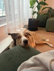 Trusted Pet Care Services | Dogs, Cats & Small Pets - Photo 7