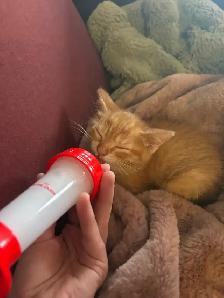 Trusted Pet Care Services | Dogs, Cats & Small Pets - Photo 8