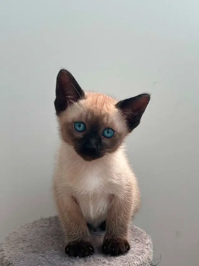 Chaton femelle Siamoise