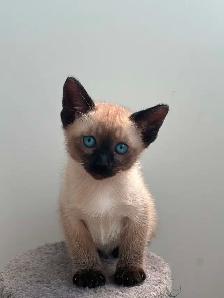 Chaton femelle Siamoise