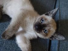 Chaton femelle Siamoise - Photo 4