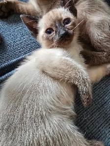 Chaton femelle Siamoise - Photo 5