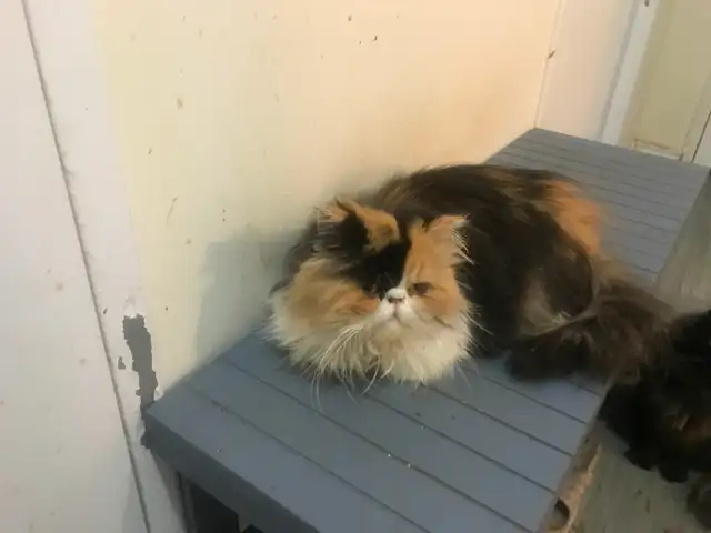 Beautiful Persian girl