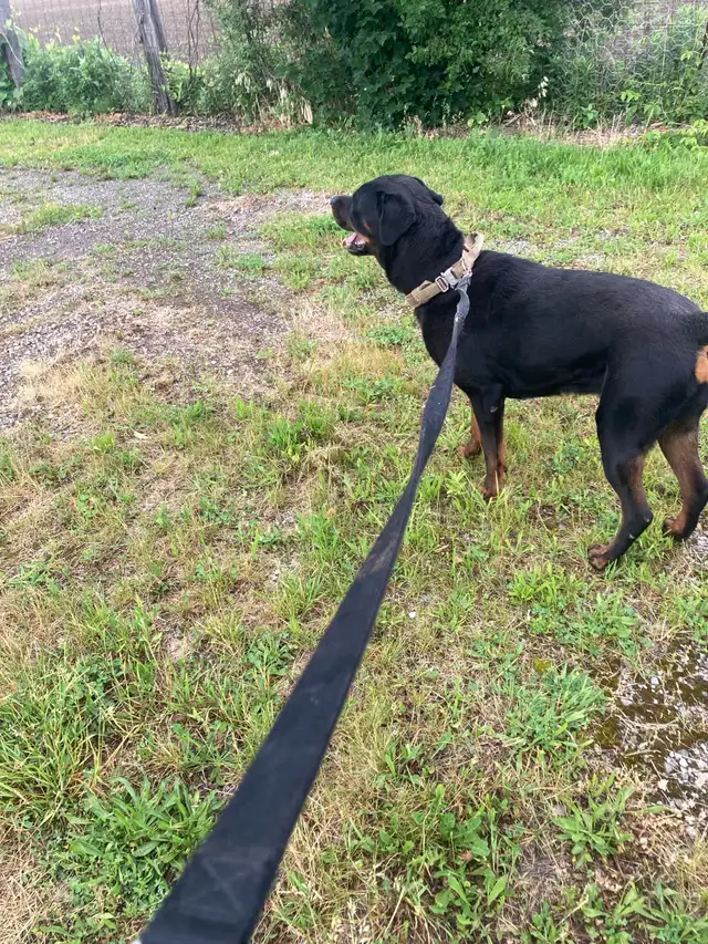 Purebred Rottweiler