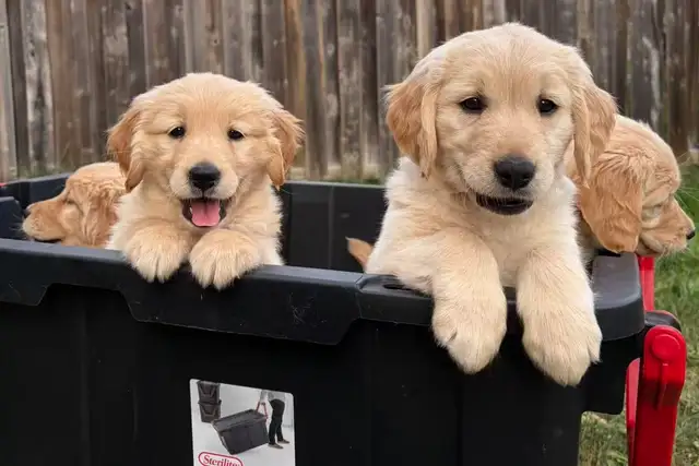 Purebred golden retriever puppies looking for new home