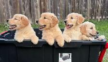 Purebred golden retriever puppies looking for new home - Photo 2