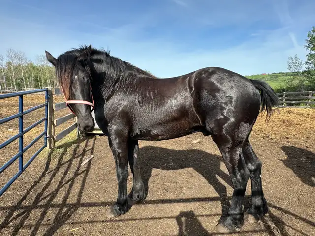 Registered Stallion for 2026 Breeding Season - Percheron