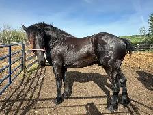 Registered Stallion for 2026 Breeding Season - Percheron