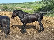 Registered Stallion for 2026 Breeding Season - Percheron - Photo 2