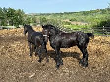 Registered Stallion for 2026 Breeding Season - Percheron - Photo 3