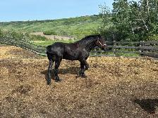 Registered Stallion for 2026 Breeding Season - Percheron - Photo 4