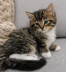 Chaton sibérien Hypoallergenique - Photo 3