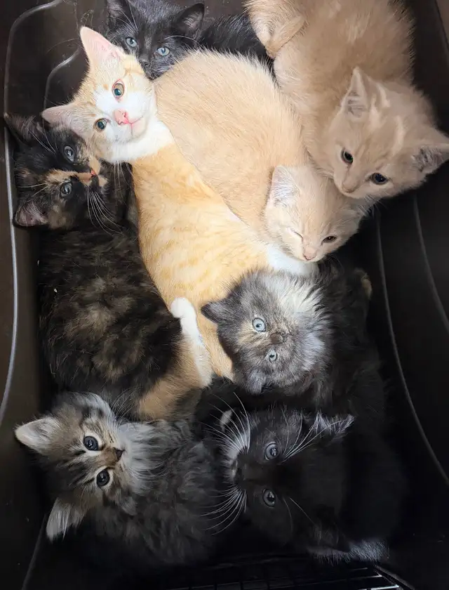 Kittens Eight Weeks & Ready