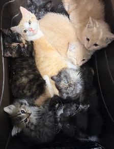 Kittens Eight Weeks & Ready
