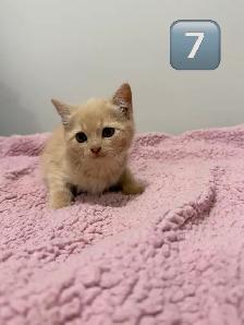 Kittens Eight Weeks & Ready - Photo 2