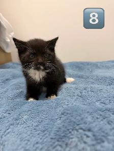 Kittens Eight Weeks & Ready - Photo 3