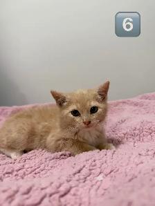 Kittens Eight Weeks & Ready - Photo 4