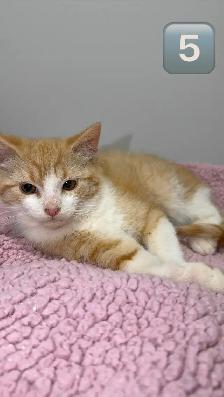 Kittens Eight Weeks & Ready - Photo 5