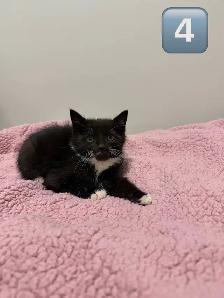 Kittens Eight Weeks & Ready - Photo 6