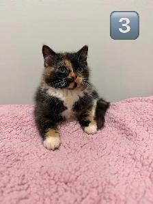 Kittens Eight Weeks & Ready - Photo 7