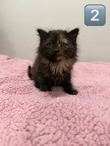 Kittens Eight Weeks & Ready - Photo 8