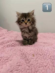 Kittens Eight Weeks & Ready - Photo 9