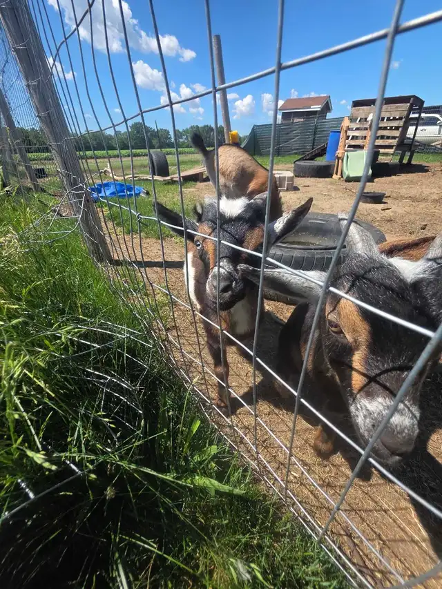 2 buckling goats available Nigerian dwarf/pygmi